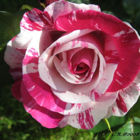 Roze 3 (T)